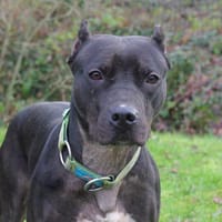 NINETTA, chienne à adopter