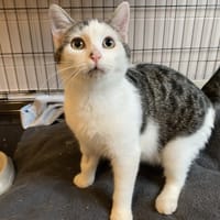 CLYDE, chat à adopter