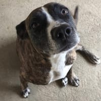 NAOMI, chienne à adopter