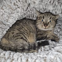PITAYA, chatte à adopter