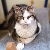 Ghosta, chatte à adopter
