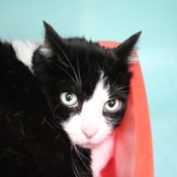 NEKONE HAB17417, chatte à adopter