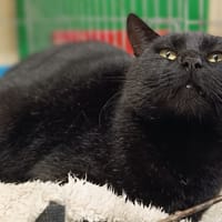 Witcher, chat à adopter