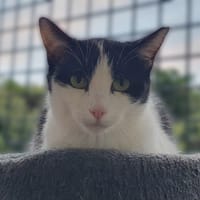 ZYGENE CHA D, chatte à adopter