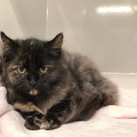 DOUDOUNE, chatte à adopter