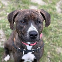 PLUTON, chien à adopter