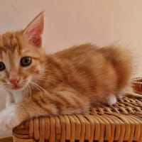 Archi, chat à adopter