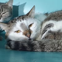AXEL CHA, chat à adopter
