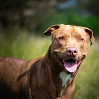 RUBY paa23064, chienne à adopter