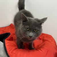 seth, chat à adopter