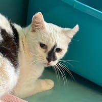 NINITE, chat à adopter