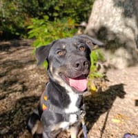 VIKING, chien à adopter