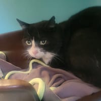 ACHILLE, chat à adopter