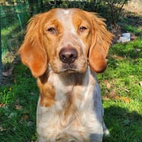 CHOCO, chien à adopter