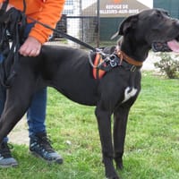 EBENE, chienne à adopter