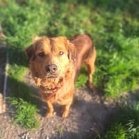 GREG (RESERVE), chien à adopter