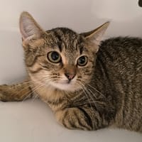 COQUINE, chatte à adopter