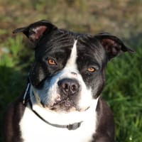 Narko, chien à adopter