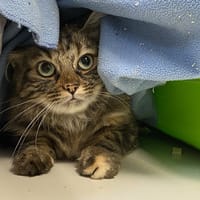 FIFILLE, chatte à adopter