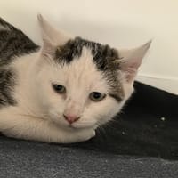 TITINOU, chat à adopter