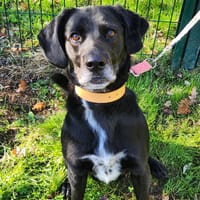 RIO, chien à adopter