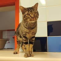 Rolling PAB28060, chat à adopter