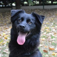 JACKPOT CHAO, chien à adopter