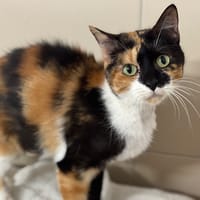 Princesse CAB4692, chatte à adopter