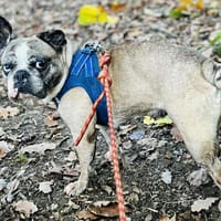 PEPPA, chienne à adopter