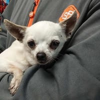 SHANA, chienne à adopter
