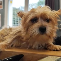 Marco, chien à adopter