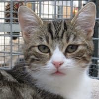 CHARLOTTE, chatte à adopter