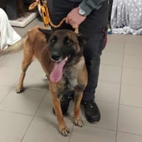 NAYA, chienne à adopter