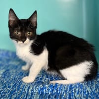 Stroumphette CAB4695, chatte à adopter