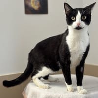Tarzan CAB4689, chat à adopter