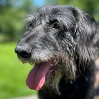 FIDO, chien à adopter