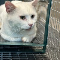 CASPER, chat à adopter