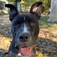 HARIBO, chien à adopter