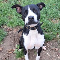 KOUKA, chienne à adopter