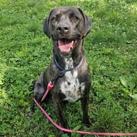 STELLA, chienne à adopter