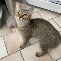 NANOU, chatte à adopter