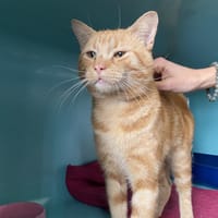 AKI, chat à adopter
