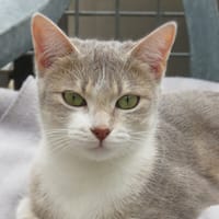 CALYA, chatte à adopter