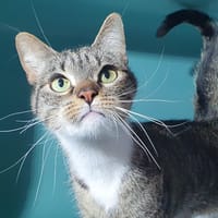 ROWENA CHA, chatte à adopter