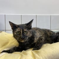 macha, chatte à adopter