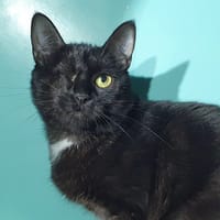 PAQUERETTE CHA, chatte à adopter