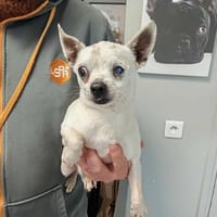 CLYDE, chien à adopter