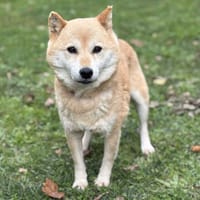 Jodie CAA142230, chienne à adopter