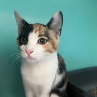 Amy (en cours d'adoption), chatte à adopter