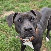 SARAH, chienne à adopter
